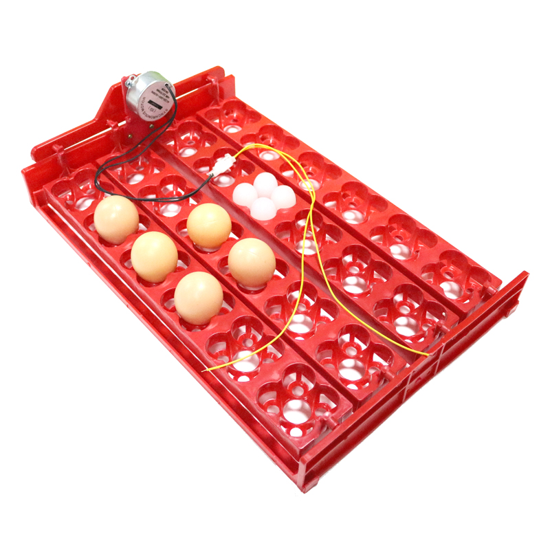 24 Eggs/96 Quail Eggs Hatching - Hunting Quail のレビューと価格