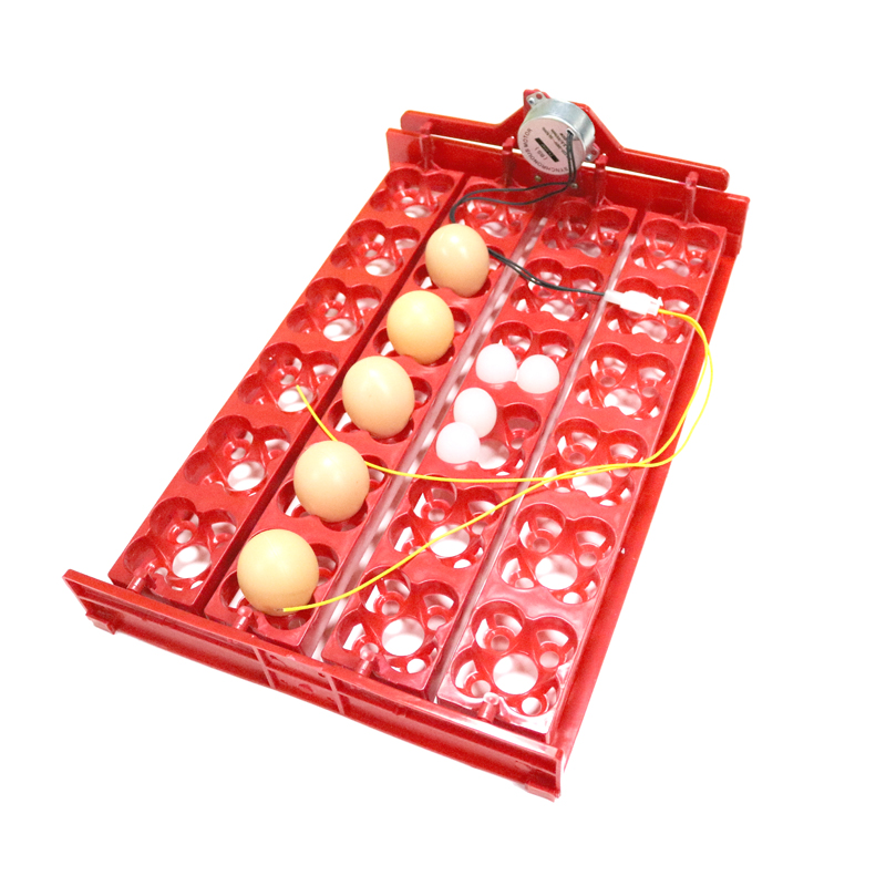 24 Eggs/96 Quail Eggs Hatching - Hunting Quail のレビューと価格