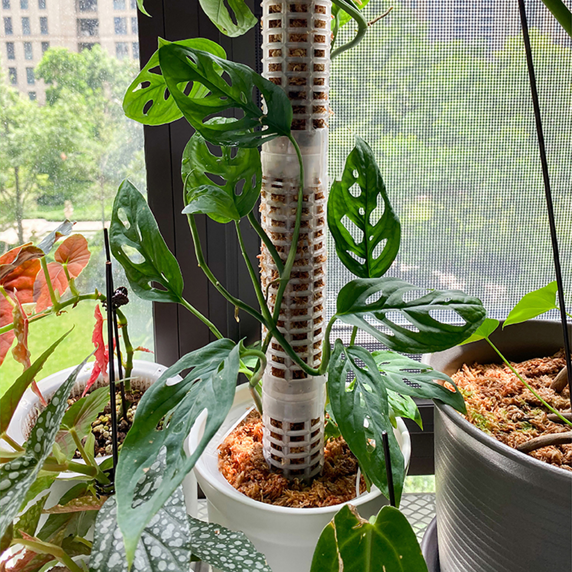 Plant Climbing Column Sphagnum - Tree Stand Ladder のレビューと価格